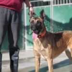 Malinois (Mischling) Sea, 12/2018, ca. 65 cm