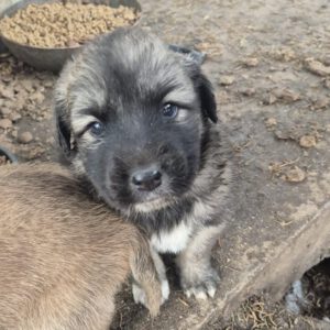 Mischling Silas, 10/2025, Endgröße ca. 50-55 cm