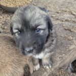 Mischling Silas, 10/2025, Endgröße ca. 50-55 cm