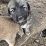 Mischling Silas, 10/2025, Endgröße ca. 50-55 cm