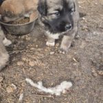 Mischling Silas, 10/2025, Endgröße ca. 50-55 cm