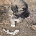 Mischling Silas, 10/2025, Endgröße ca. 50-55 cm