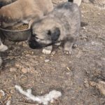 Mischling Silas, 10/2025, Endgröße ca. 50-55 cm