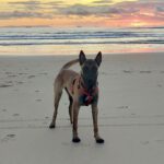 Malinois Mischling Simba, 07/2024, ca 65 cm