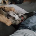 Malinois Mischling Simba, 07/2024, ca 65 cm