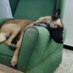 Malinois Mischling Simba, 07/2024, ca 65 cm