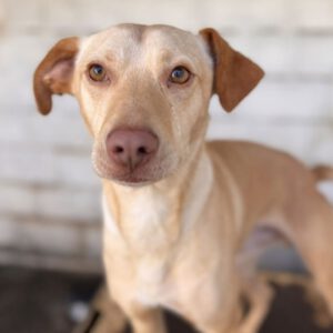 Podenco Snoopy, 08/2023, ca. 45 cm