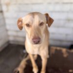 Podenco Snoopy, 08/2023, ca. 45 cm