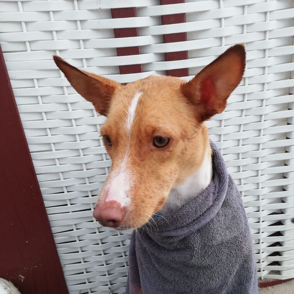 Podenco Sonny, 06/2024, ca. 40 cm, 18119 Rostock