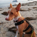 Podenco Sonny, 06/2024, ca. 40 cm, 18119 Rostock