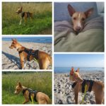 Podenco Sonny, 06/2024, ca. 40 cm, 18119 Rostock