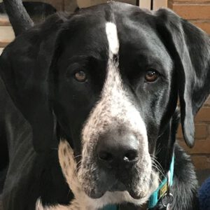 Schweizer Sennenhund-Deutsch Kurzhaar Spike, 10/2021, ca. 60 cm, 24105 Kiel