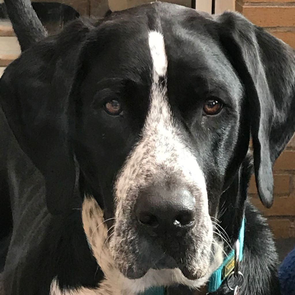 Schweizer Sennenhund-Deutsch Kurzhaar Spike, 10/2021, ca. 60 cm, 24105 Kiel