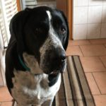 Schweizer Sennenhund-Deutsch Kurzhaar Spike, 10/2021, ca. 60 cm, 24105 Kiel