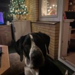 Schweizer Sennenhund-Deutsch Kurzhaar Spike, 10/2021, ca. 60 cm, 24105 Kiel