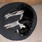 Schweizer Sennenhund-Deutsch Kurzhaar Spike, 10/2021, ca. 60 cm, 24105 Kiel