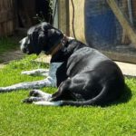 Schweizer Sennenhund-Deutsch Kurzhaar Spike, 10/2021, ca. 60 cm, 24105 Kiel