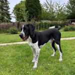 Schweizer Sennenhund-Deutsch Kurzhaar Spike, 10/2021, ca. 60 cm, 24105 Kiel