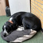 Schweizer Sennenhund-Deutsch Kurzhaar Spike, 10/2021, ca. 60 cm, 24105 Kiel