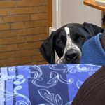 Schweizer Sennenhund-Deutsch Kurzhaar Spike, 10/2021, ca. 60 cm, 24105 Kiel