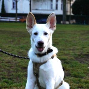 Mischling Sushi, 04/2025 , Endgröße ca. 45- 55 cm, 14050 Berlin