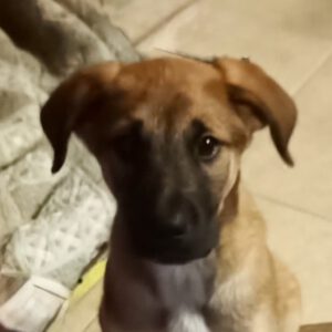 Mischling Tamesis, 08/2025, Endgröße ca. ca. 55-65 cm