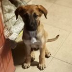 Mischling Tamesis, 08/2025, Endgröße ca. ca. 55-65 cm