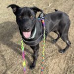 Mischling Tao (Desdentao), 05/2024, ca. 65 cm