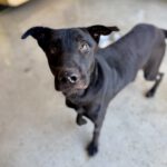 Mischling Tao (Desdentao), 05/2024, ca. 65 cm