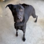 Mischling Tao (Desdentao), 05/2024, ca. 65 cm