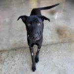 Mischling Tao (Desdentao), 05/2024, ca. 65 cm