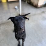 Mischling Tao (Desdentao), 05/2024, ca. 65 cm