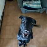 Mischling Tao (Desdentao), 05/2024, ca. 65 cm