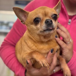 Chihuahua Tara, 11/2014, ca. 25 cm