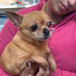 Chihuahua Tara, 11/2014,  ca. 25 cm