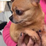 Chihuahua Tara, 11/2014,  ca. 25 cm