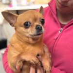 Chihuahua Tara, 11/2014,  ca. 25 cm