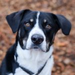 Mischling Teddy, 08/2023, ca. 55 cm, 42477 Radevormwald