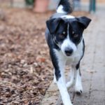 Mischling Teddy, 08/2023, ca. 55 cm, 42477 Radevormwald