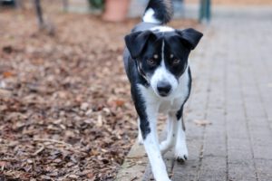 Mischling Teddy, 08/2023, ca. 55 cm, 42477 Radevormwald
