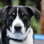 Mischling Teddy, 08/2023, ca. 55 cm, 42477 Radevormwald