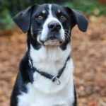 Mischling Teddy, 08/2023, ca. 55 cm, 42477 Radevormwald