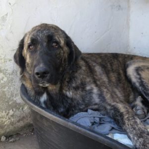 Mastin Mischling Tina Turner, 01/2025, Endgröße ca. 70 cm