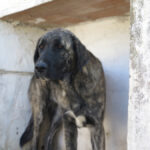 Mastin Mischling Tina Turner, 01/2025, Endgröße ca. 70 cm