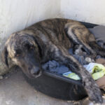 Mastin Mischling Tina Turner, 01/2025, Endgröße ca. 70 cm