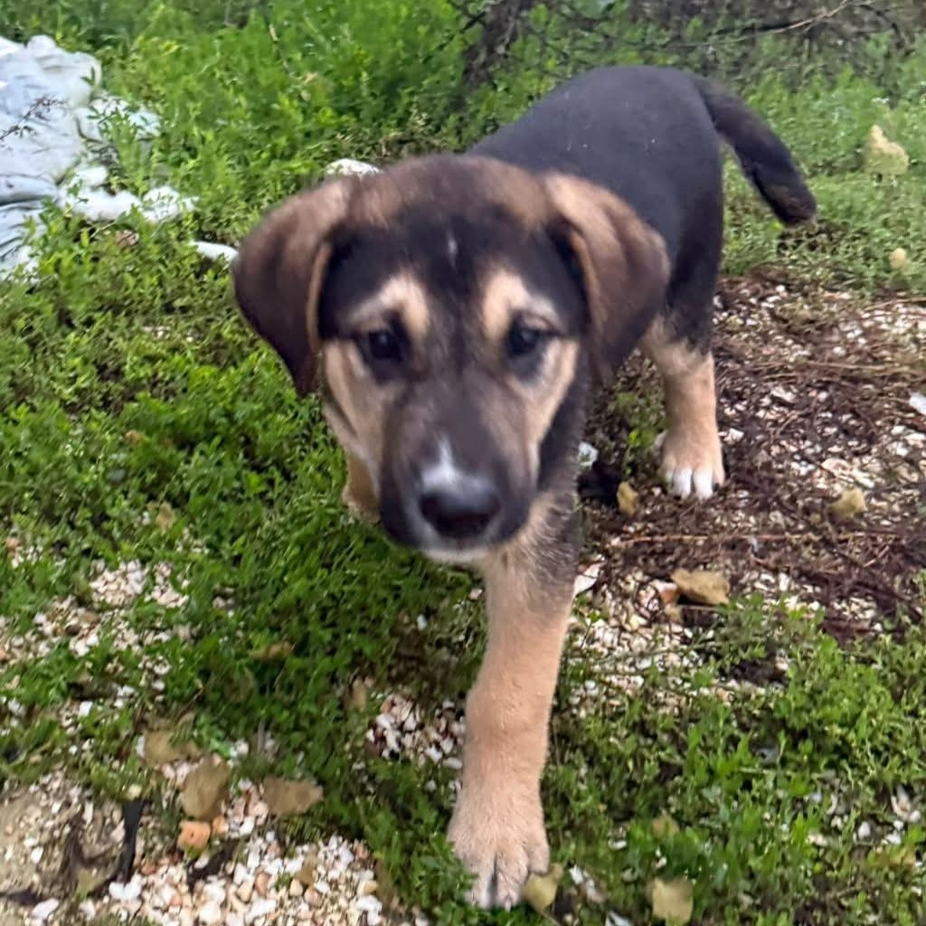 Mischling Toivo, 09/2025, ca. 53cm