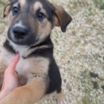 Mischling Toivo, 09/2025, ca. 53cm