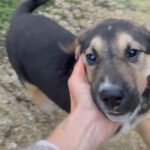 Mischling Toivo, 09/2025, ca. 53cm