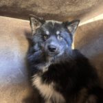 Pomsky Tokio, 09/2024, ca. 40 cm