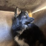 Pomsky Tokio, 09/2024, ca. 40 cm